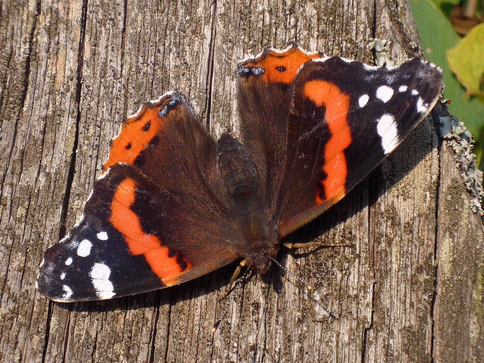 vanessa atalanta butterfly HD wallpaper